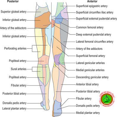 Grading/Types of Spondylolisthesis Causes Symptoms Grading/Types of Spondylolisthesis Causes Symptoms