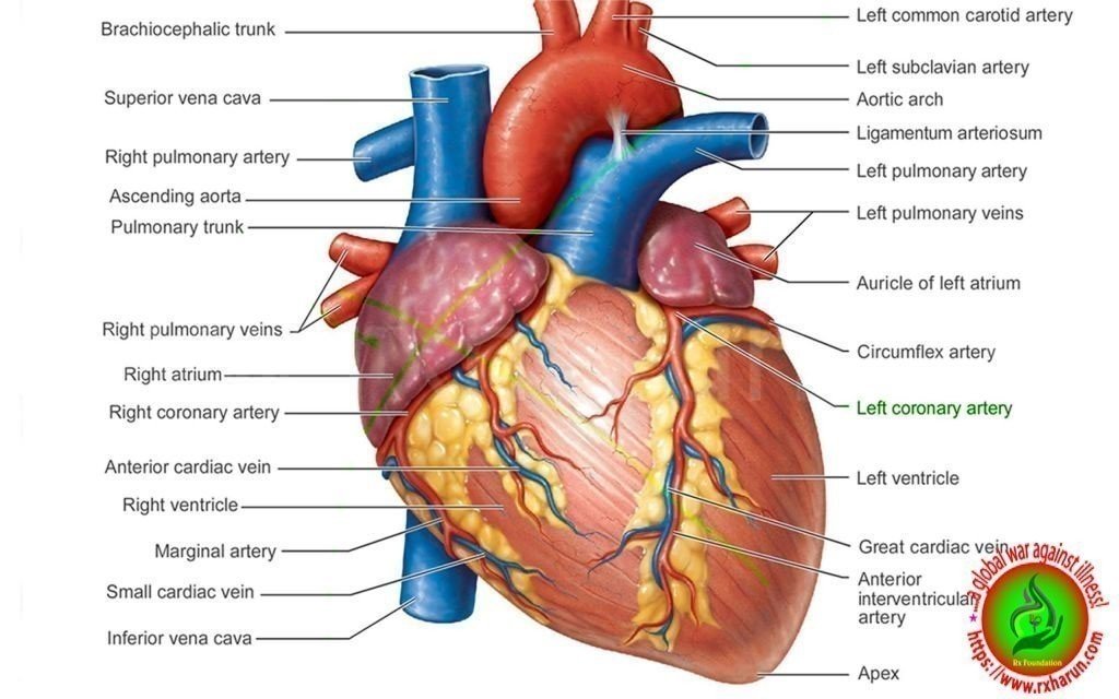 Variant Angina-Causes, Symptoms, Diagnosis, Treatment