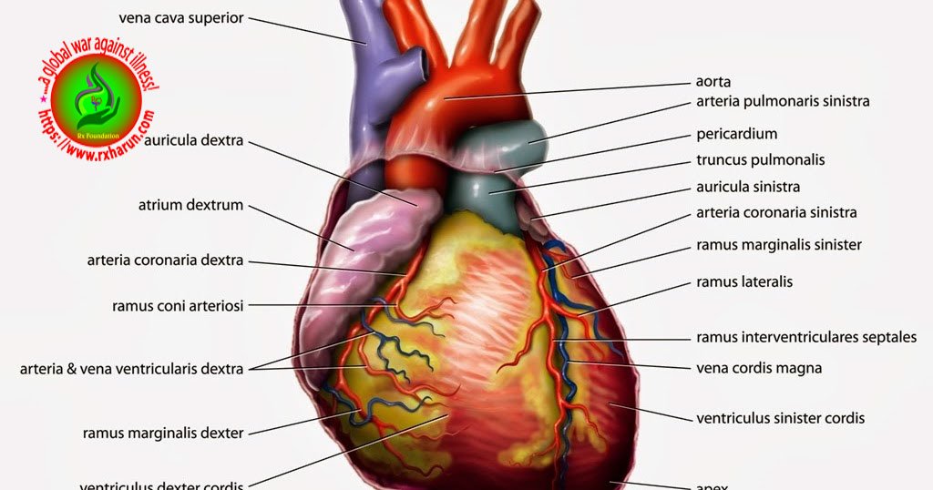 Variant Angina-Causes, Symptoms, Diagnosis, Treatment