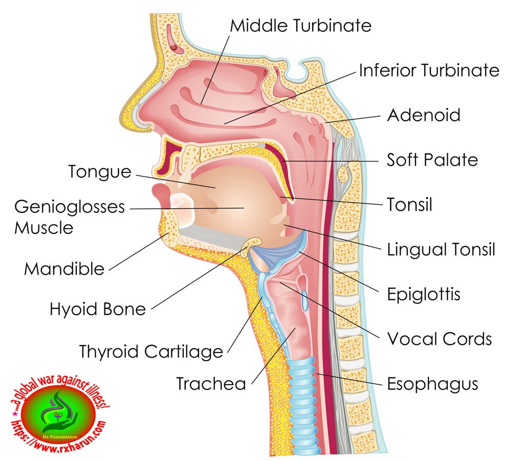 Obstructive Sleep Apnea; Symptoms, Diagnosis, Treatment