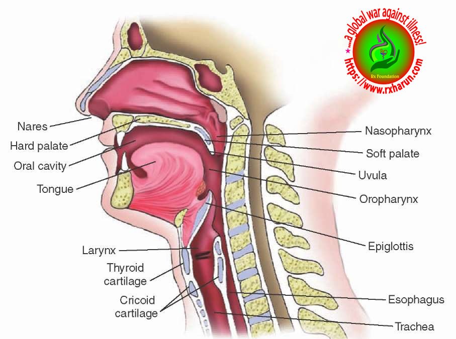 Obstructive Sleep Apnea; Symptoms, Diagnosis, Treatment