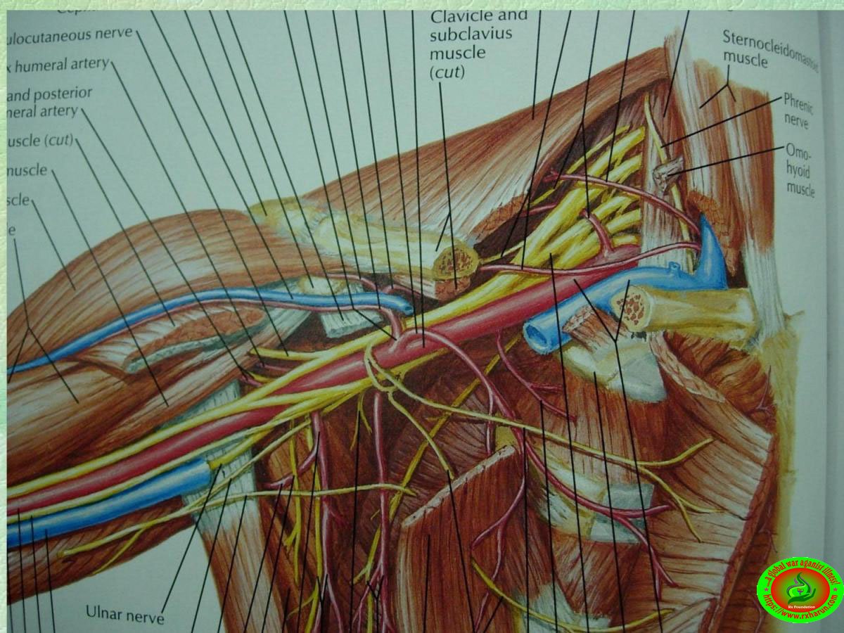 Degenerative Disk Disease; Symptom, Diagnosis, Treatment Degenerative Disk Disease; Symptom, Diagnosis, Treatment