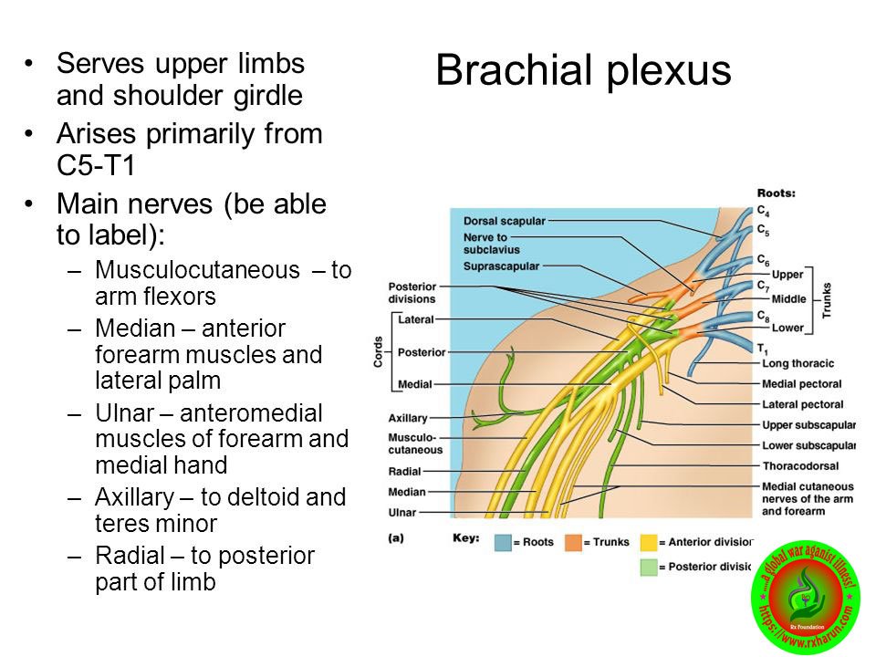 Burner Injury; Causes, Symptoms, Diagnosis, Treatment