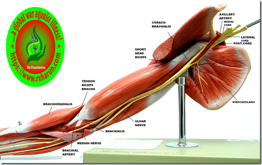 Burner Injury; Causes, Symptoms, Diagnosis, Treatment