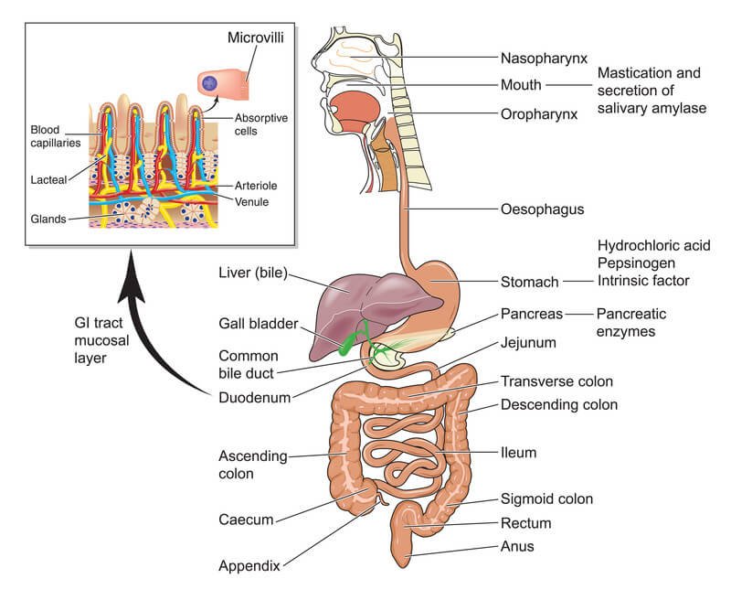 What Is Crohn's Disease and It First Signs Symptoms
