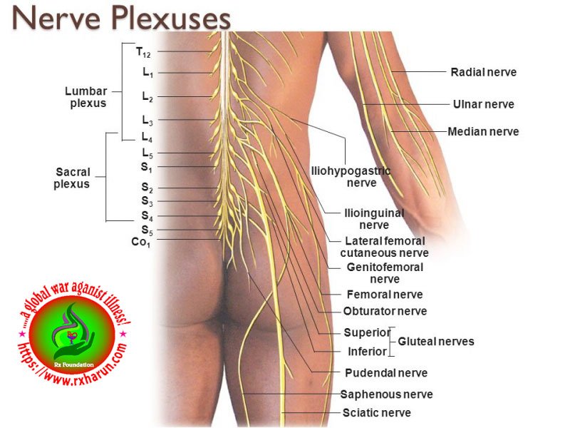 What Is PLID ? Symptoms, Diagnosis, Treatment