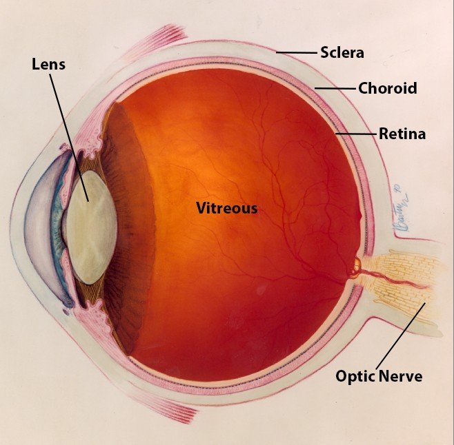 Myopia Treatment, Causes, Symptoms