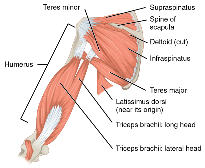 Nerve Supply of Upper Arm - Muscle Attachment Nerve Supply of Upper Arm - Muscle Attachment