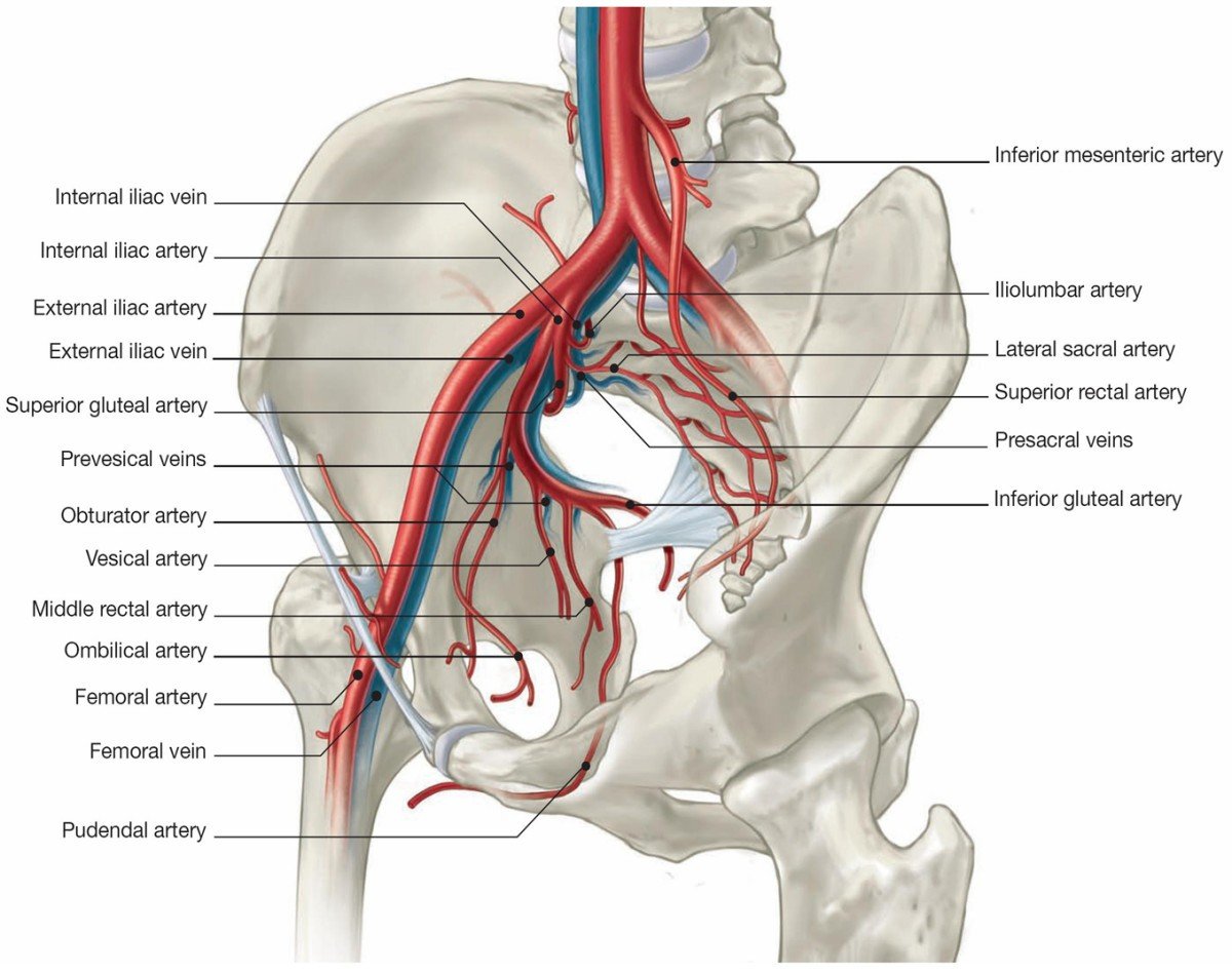 Pelvic Ring Fracture - Symptoms, Diagnosis, Treatment