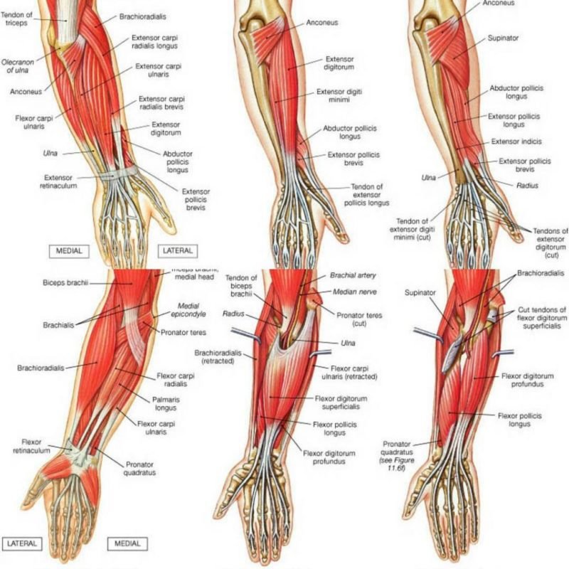 Elbow Joints Fractures - Causes, Symptoms, Treatment
