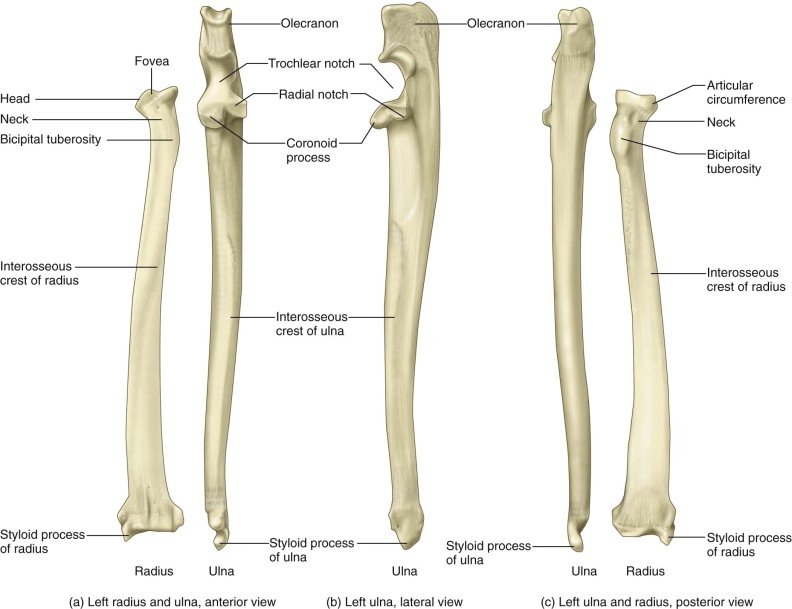 Ulna - Anatomy, Muscle Attachment, Movement, Function