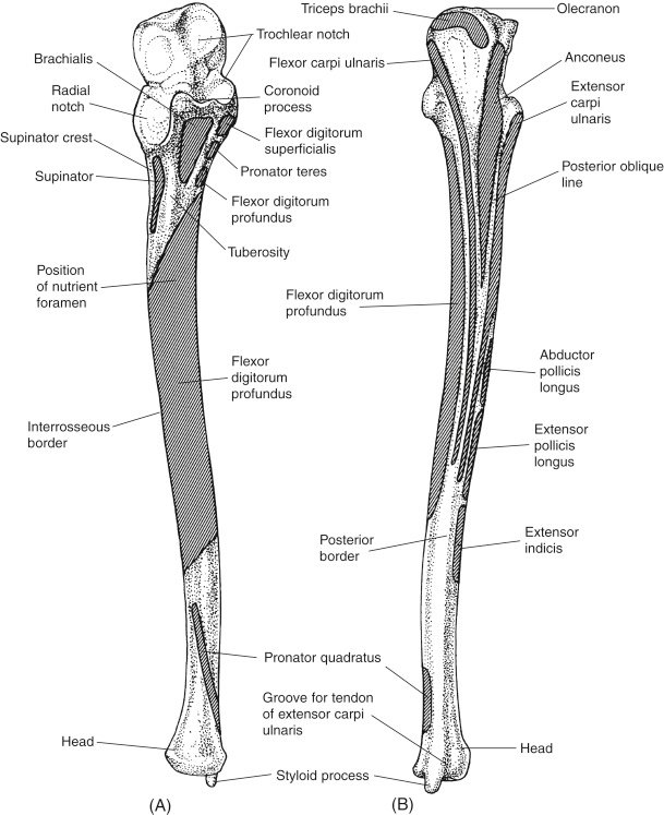 Ulna - Anatomy, Muscle Attachment, Movement, Function