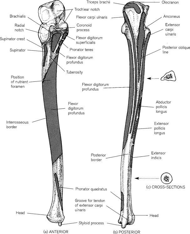 Ulna - Anatomy, Muscle Attachment, Movement, Function