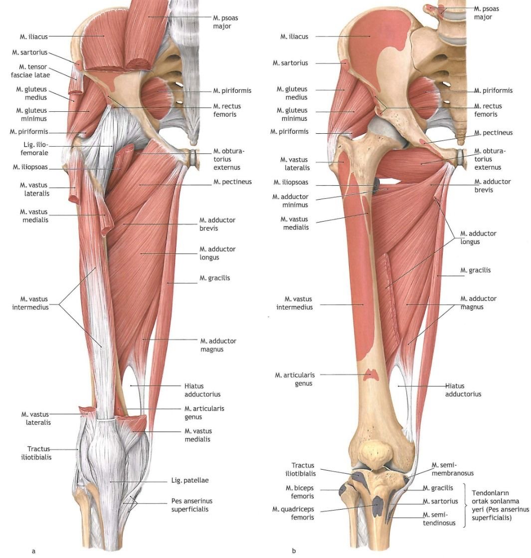 Nerves Supply of Femur - Anatomy, Bone Landmarks