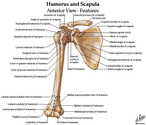 Muscle Attachments of Humerus - Shaft and Functions
