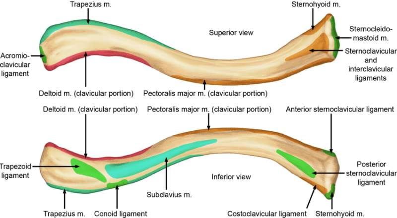 Blood Supply of Clavicle - Amatomy and Functions
