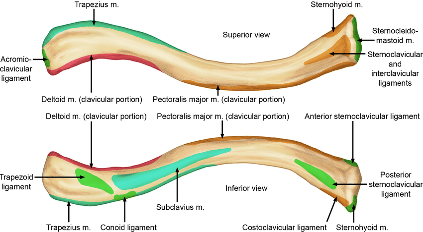 Muscle Attachment of Clavicle - Anatomy , Functions