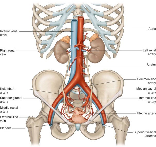 Pelvic Ring Fracture - Symptoms, Diagnosis, Treatment