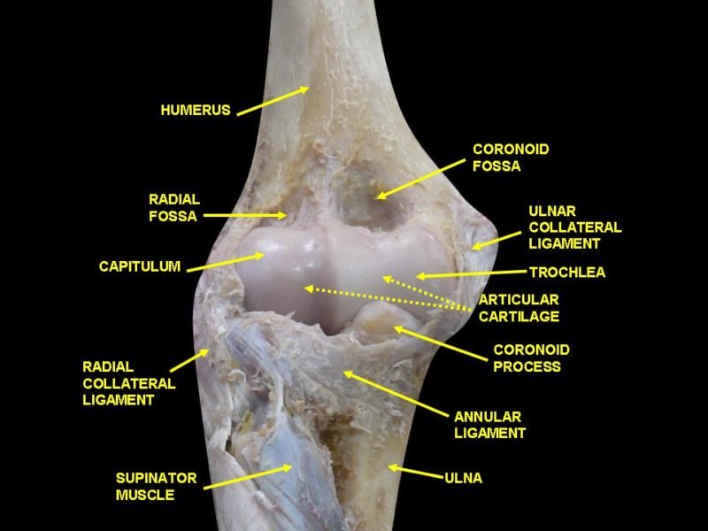 Muscle Attachments of Humerus - Shaft and Functions