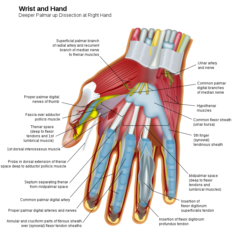 Muscle of Superficial Layer Anterior Compartment Forearm Muscle of Superficial Layer Anterior Compartment Forearm