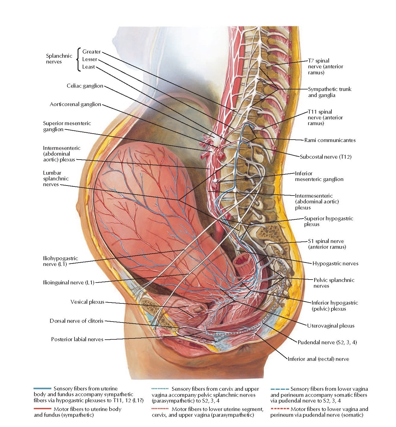 Pelvic Ring Fracture - Symptoms, Diagnosis, Treatment