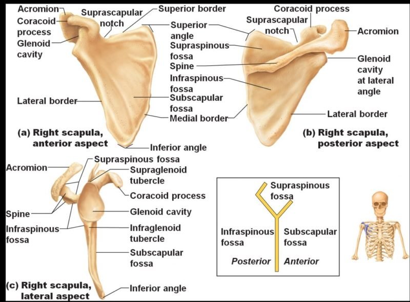 Muscle Attachment of Arms and Forearms