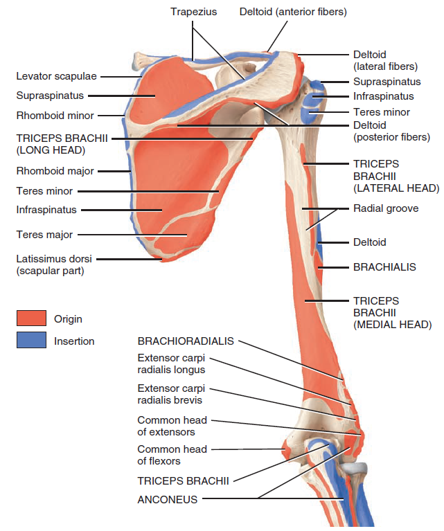 Bony Landmarking of Human Bones - Anatomy and Feature Bony Landmarking of Human Bones - Anatomy and Feature