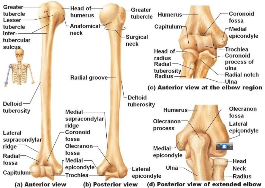 Muscle Attachments of Humerus - Shaft and Functions