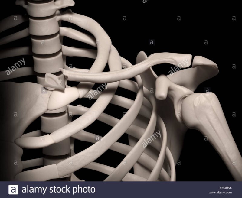 Movement of Glenohumeral Joint - Muscle Attachment Movement of Glenohumeral Joint - Muscle Attachment