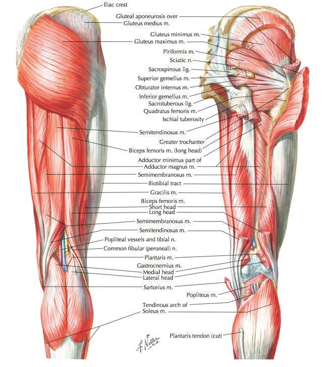 Movement and Function of Hip Joint - Nerve Supply