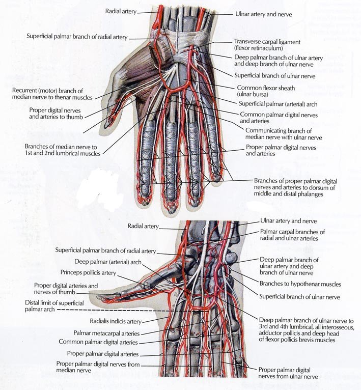 Short Muscles Of Hand - Origin, Nerve Supply, Functions