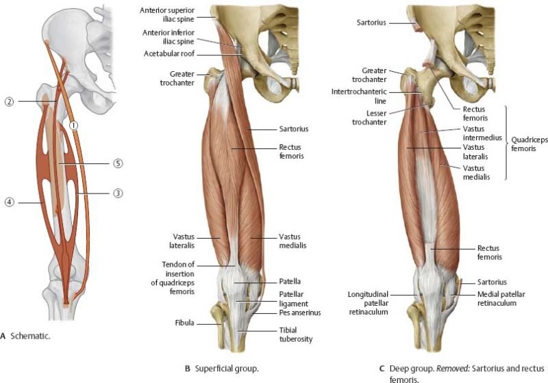 Nerves Supply of Femur - Anatomy, Bone Landmarks