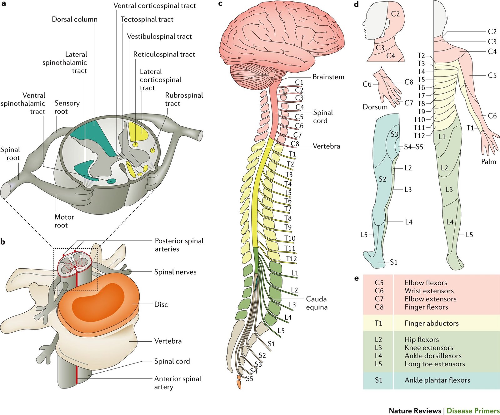 Treatment of Spinal Cord Injury - Complication, Prevention