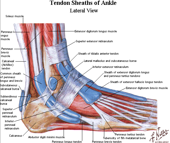 Ankle Muscle - Origin, Insertion, Nerve Supply, Functions