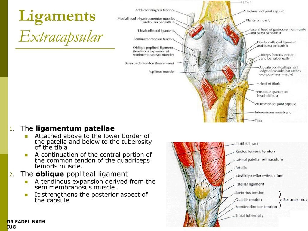 Knee Dislocation - Causes, Symptoms, Diagnosis, Treatment