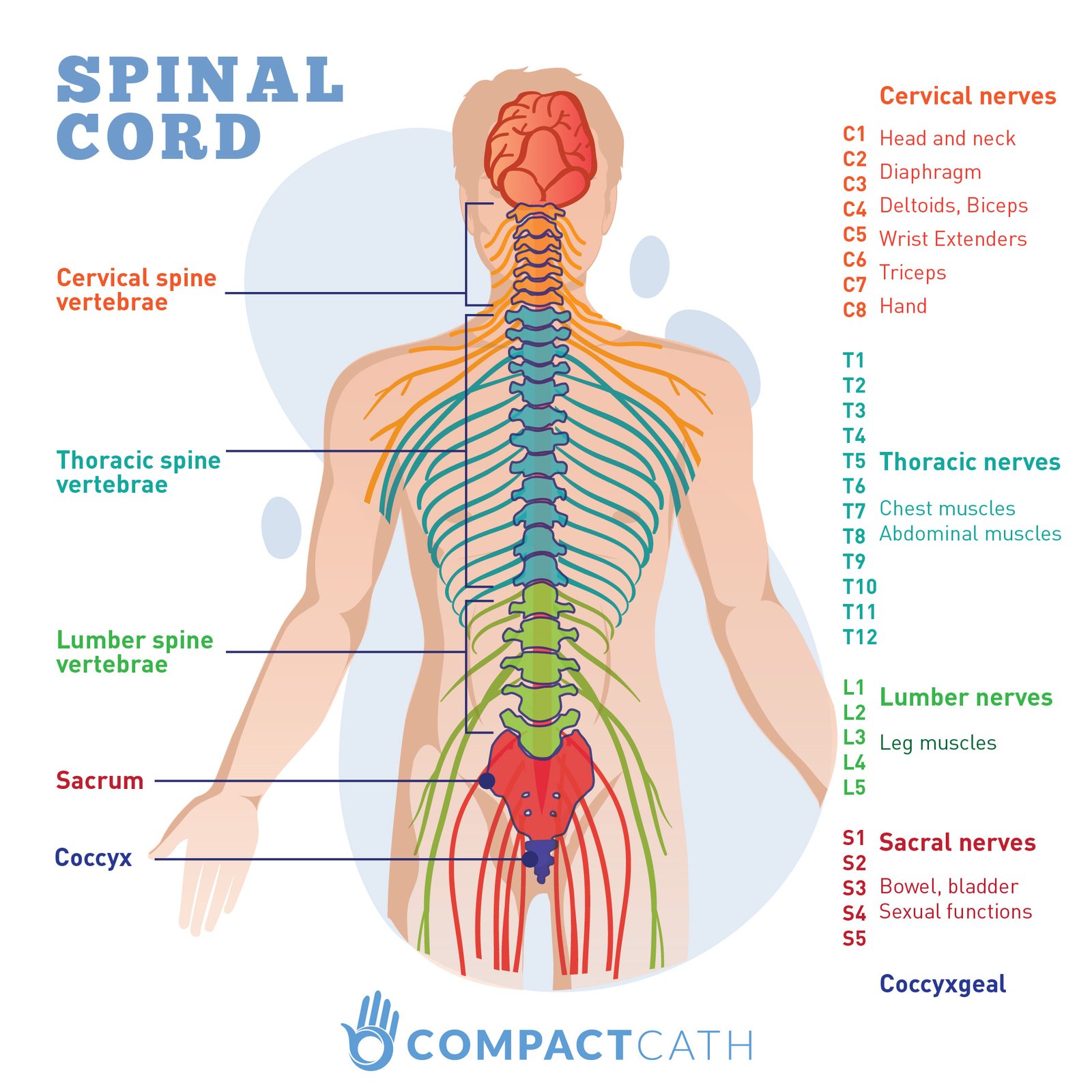 Treatment of Spinal Cord Injury - Complication, Prevention