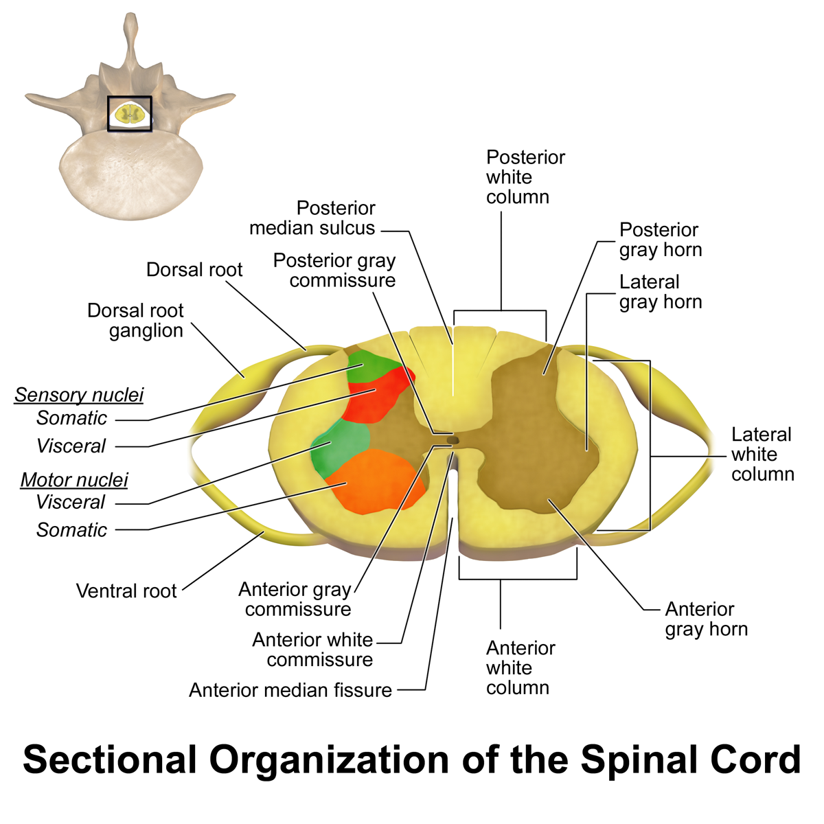 Treatment of Spinal Cord Injury - Complication, Prevention