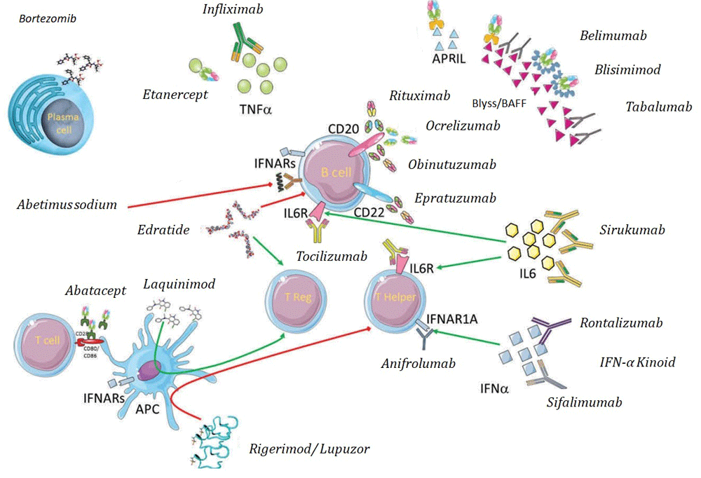 Systemic Lupus Erythematosus - Symptoms, Treatment