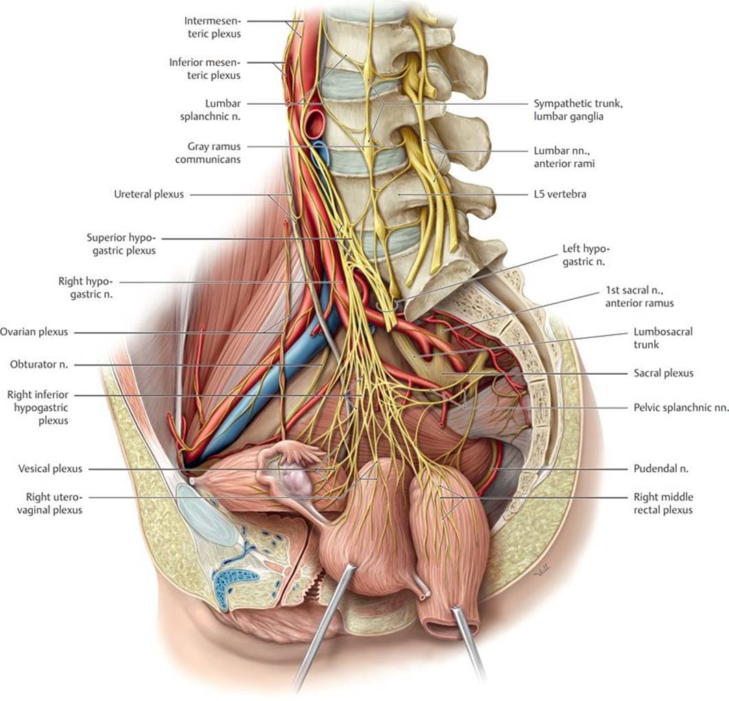 Intervertebral Disc Herniation - Causes, Symptoms, Treatment