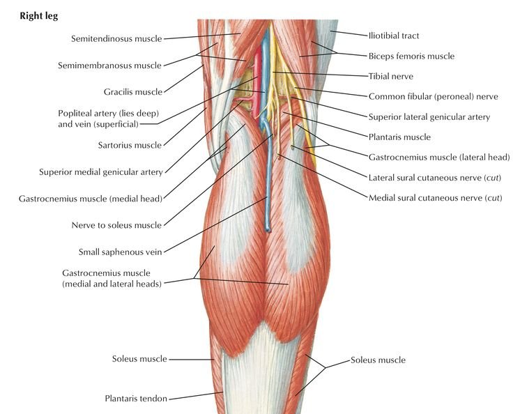 Knee Pit - Nerve Supply, Muscle Attachment, Functions