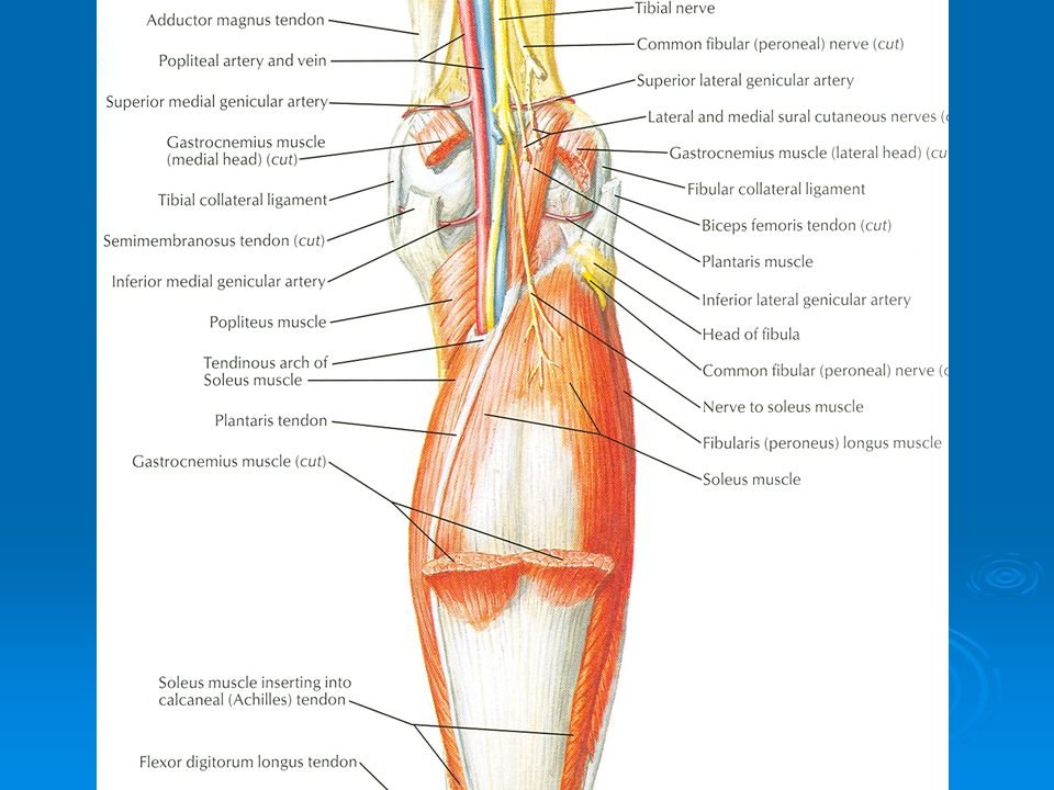 Knee Pit - Nerve Supply, Muscle Attachment, Functions