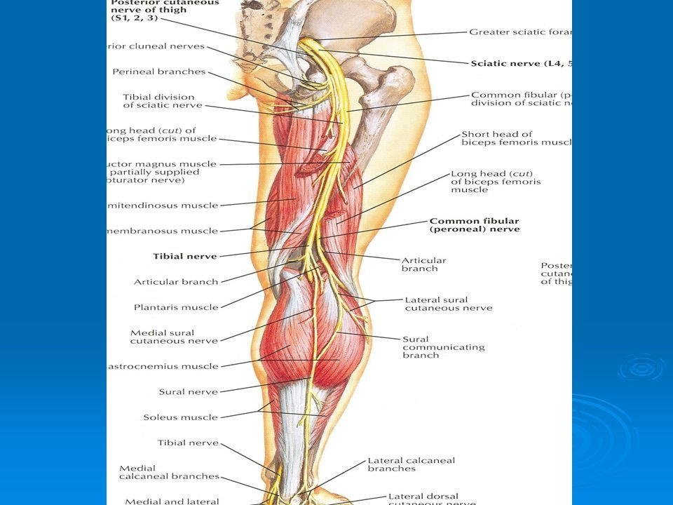 First Symptoms Of Knee Joints Osteoarthritis
