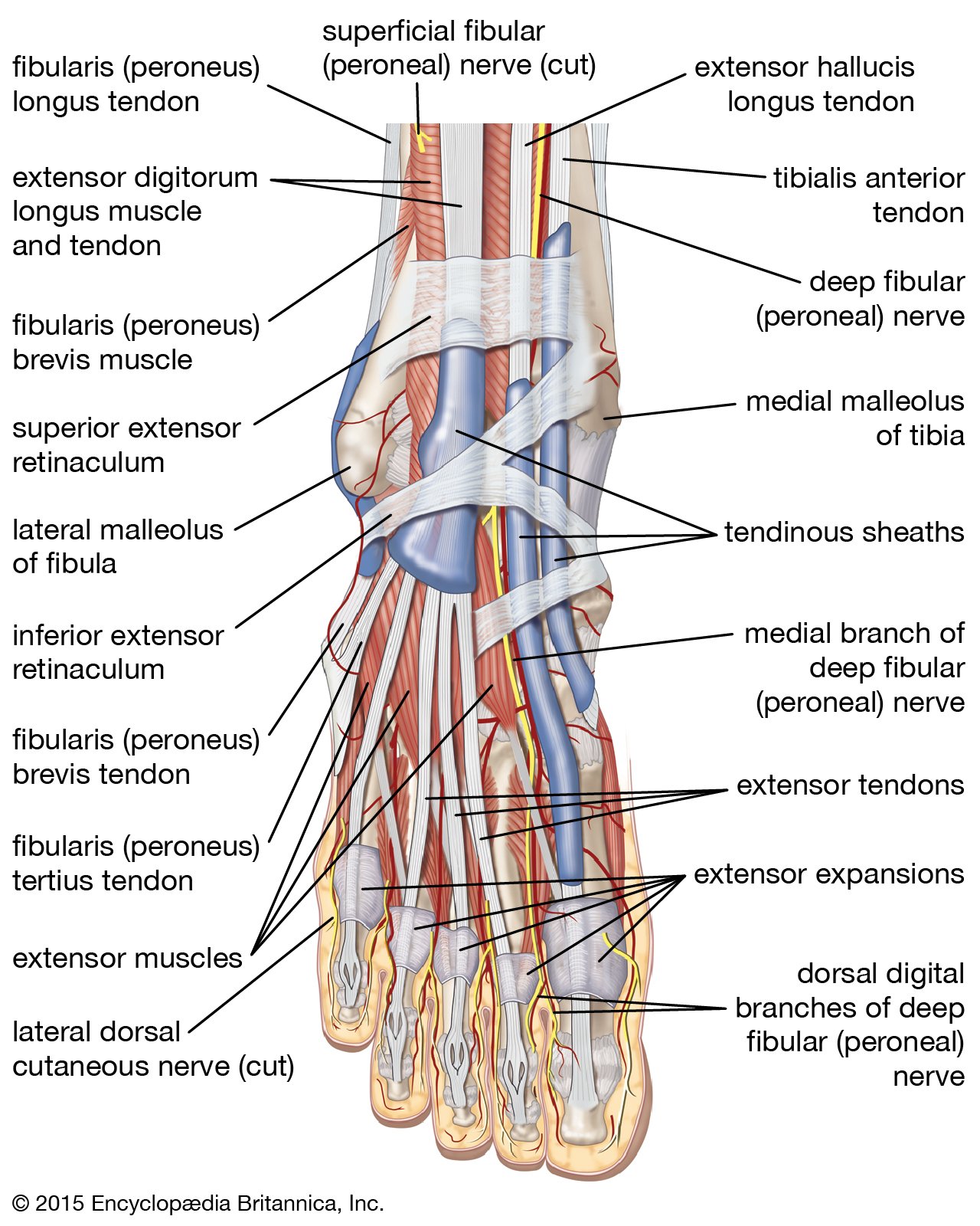 Ankle Muscle - Origin, Insertion, Nerve Supply, Functions