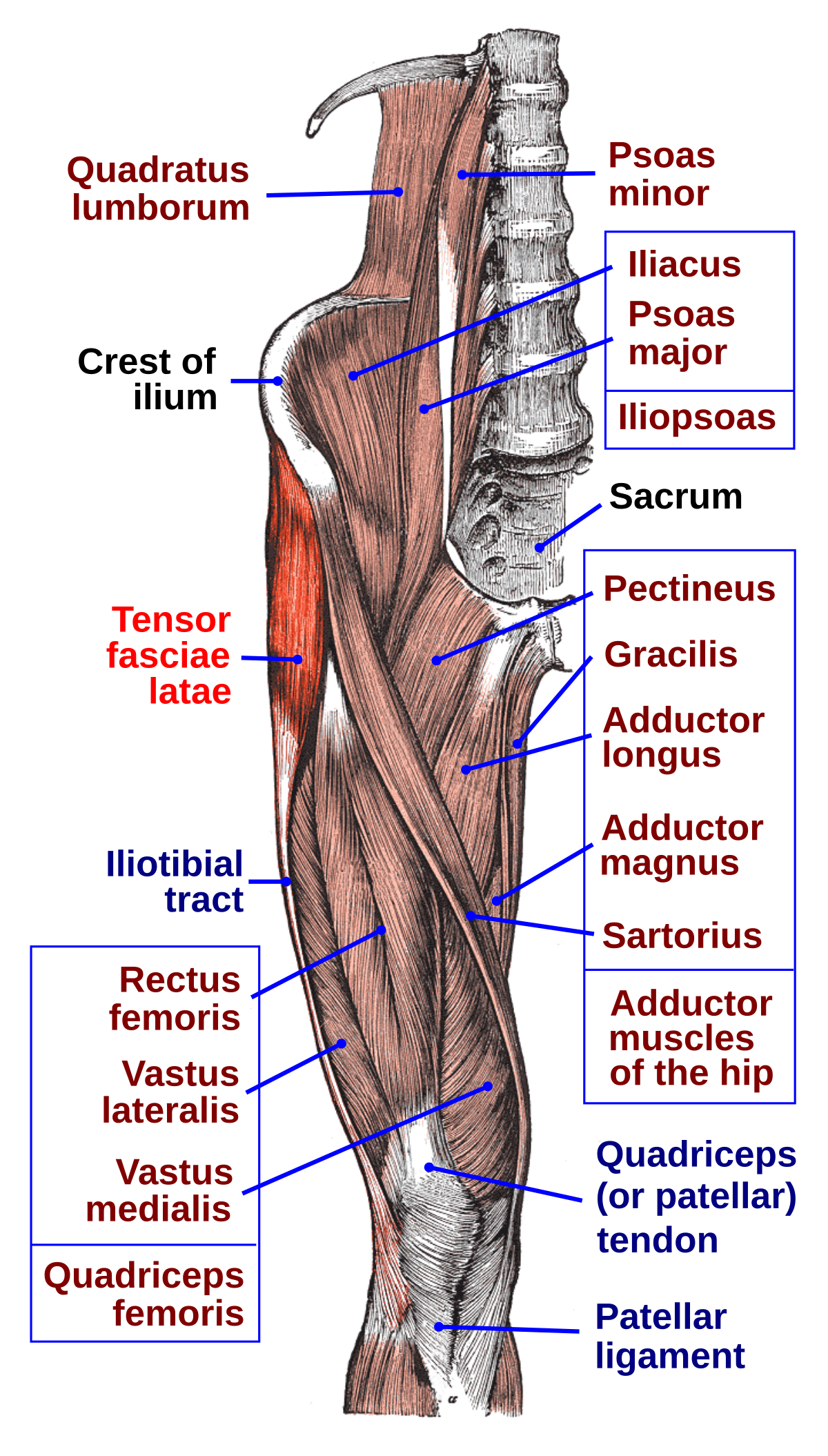 Tensor Fasciae Latae Muscle - Origin, Nerve Supply, Function Tensor Fasciae Latae Muscle - Origin, Nerve Supply, Function