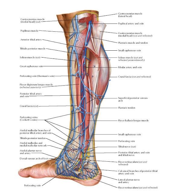 Plantaris Muscle - Origin, Nerve Supply, Function