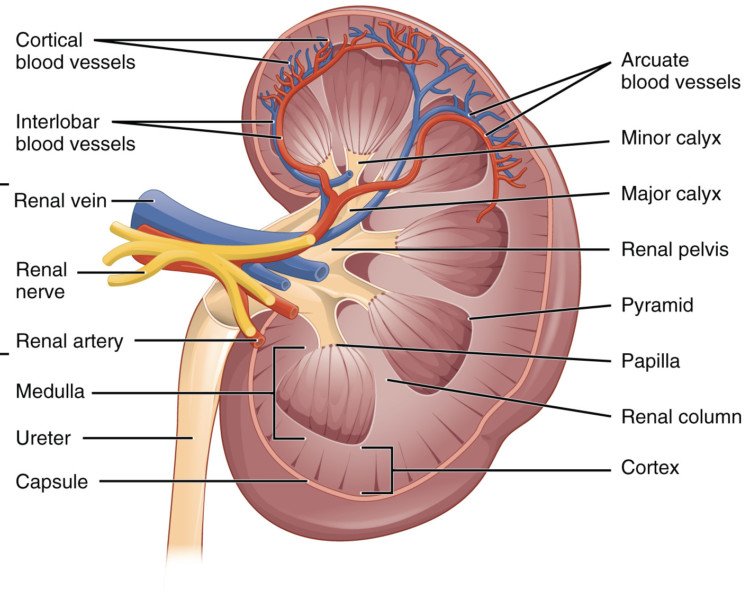 Kidneys - Anatomy, Nerve Supply, Function