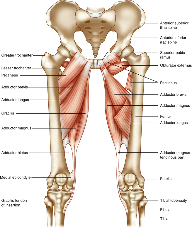 Adductor Brevis Muscle - Origin, Nerve Supply, Function