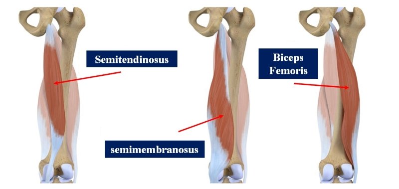 Biceps Femoris Muscle - Origin, Nerve Supply, Function