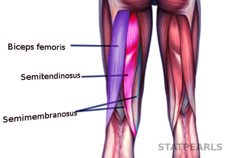 Semitendinosus Muscle - Origin, Nerve Supply, Function