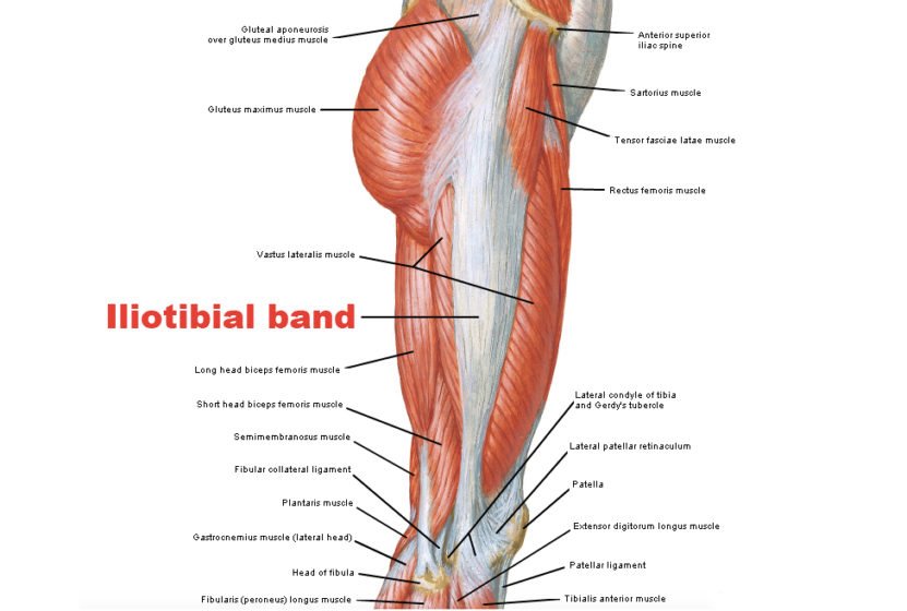 Iliotibial Band Muscle - Origin, Nerve Supply, Function
